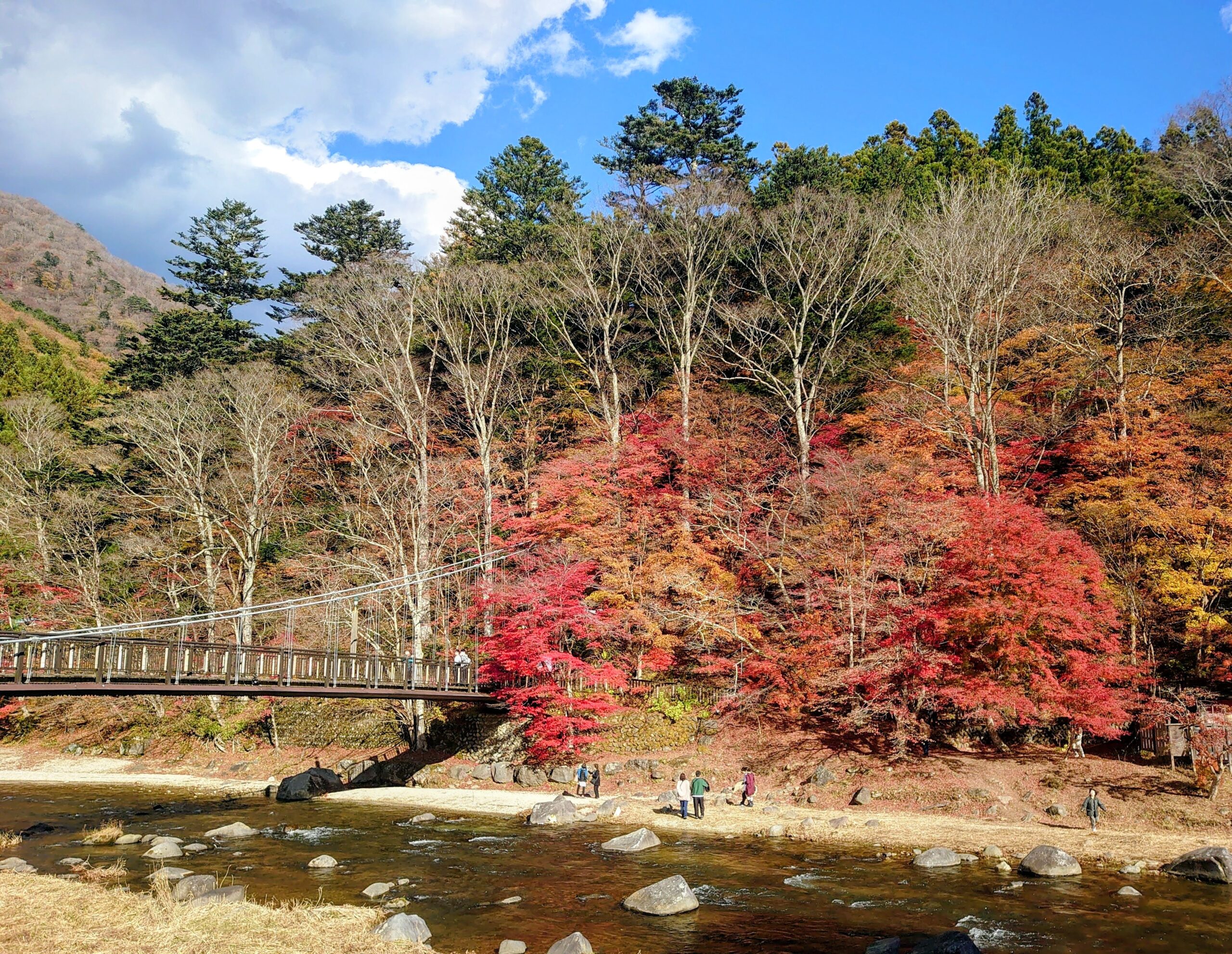塩原温泉・虹の吊橋。見頃の紅葉が川沿いに広がる秋の景色