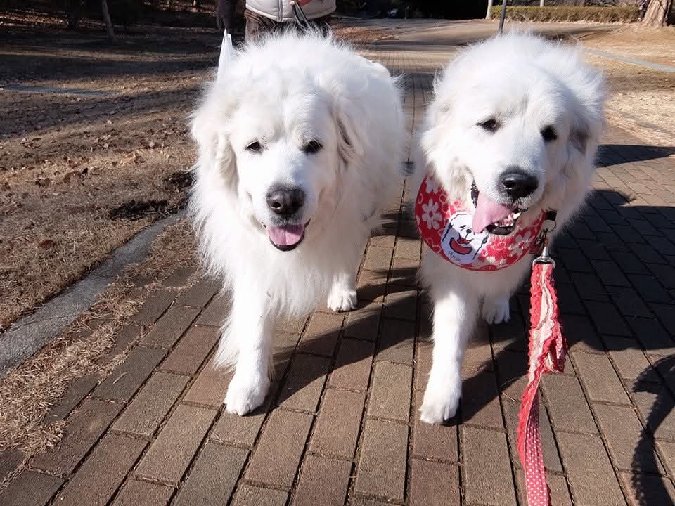 並んで散歩をするグレートピレニーズ、ルークとアンジュ。仲良く寄り添って歩いている姿
