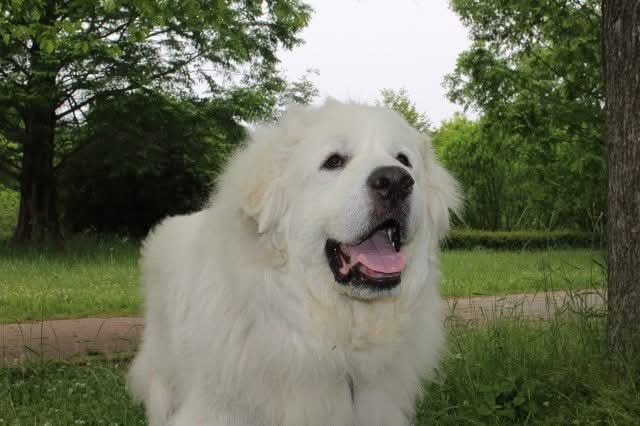 緑の中で嬉しそうに微笑むグレートピレニーズのルーク