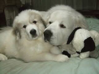 子犬のアンジュに寄り添うグレートピレニーズのルーク。優しくそっと寄り添っている姿
