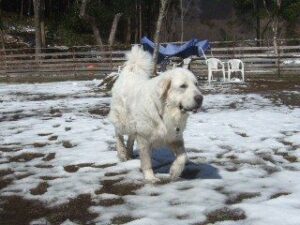 雪の上を歩くグレートピレニーズのプリン。
