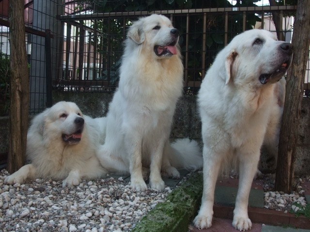 グレートピレニーズ3頭が並んでリラックスしている写真。