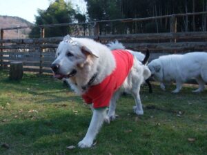 赤い服にティアラをつけたプリン。