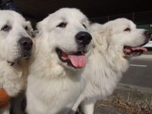 並んで日向ぼっこをするグレートピレニーズたち。