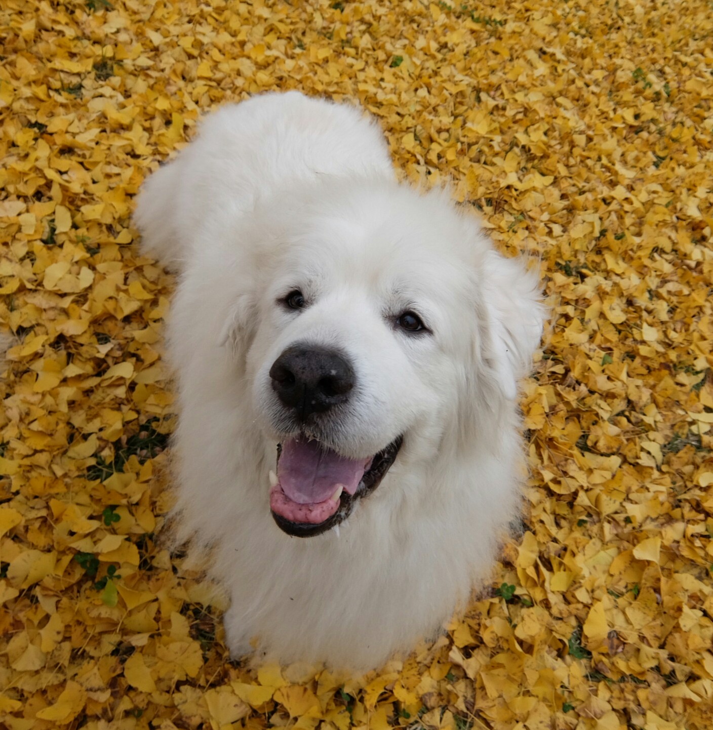 黄色い落ち葉のじゅうたんの上で、嬉しそうに微笑むグレートピレニーズのルーク
