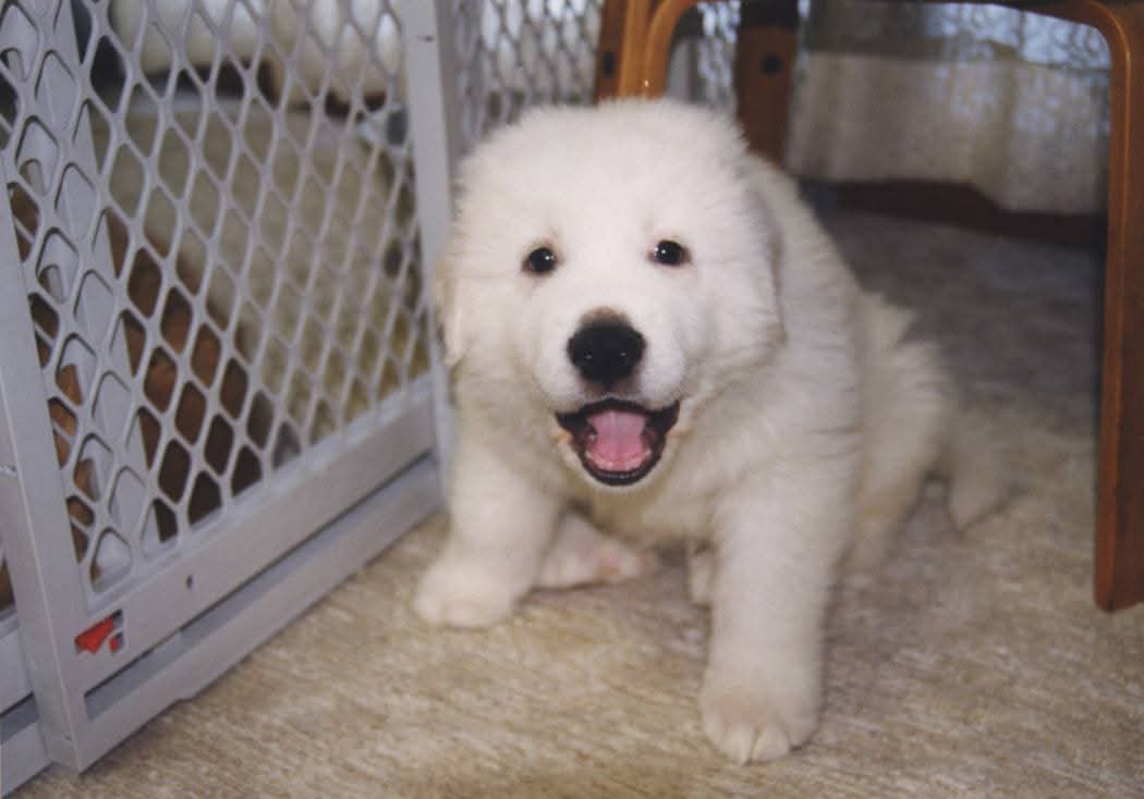 グレートピレニーズの仔犬バロンが、笑顔でこちらを見上げている写真
