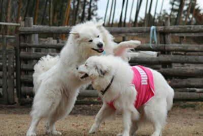 ドッグランで元気にじゃれ合うグレートピレニーズのルークとアンジュ。立ち上がって遊ぶ姿