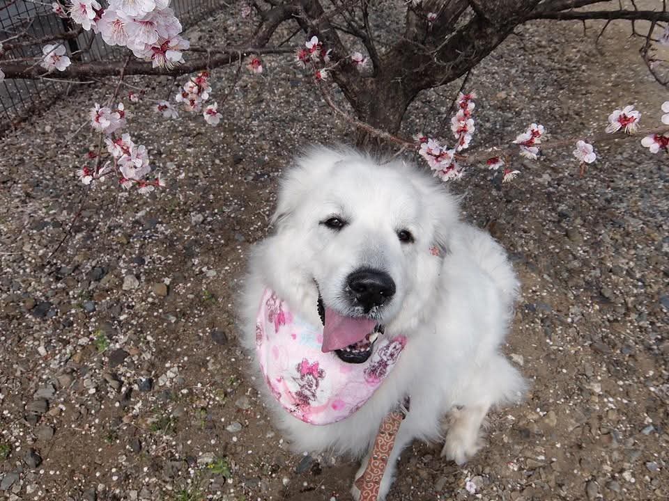 桜に囲まれて、やわらかな笑顔を向けるグレートピレニーズのアンジュ。春の光に包まれた優しい時間。