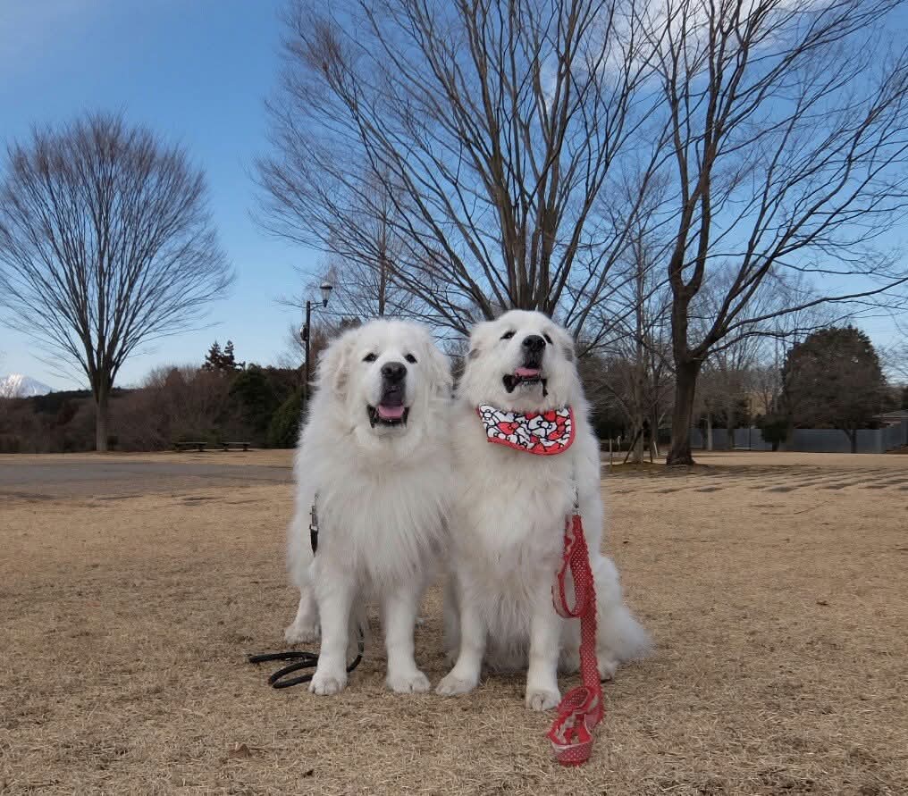並んで座るグレートピレニーズのルークとアンジュ。青空の下で仲良く寄り添っている姿