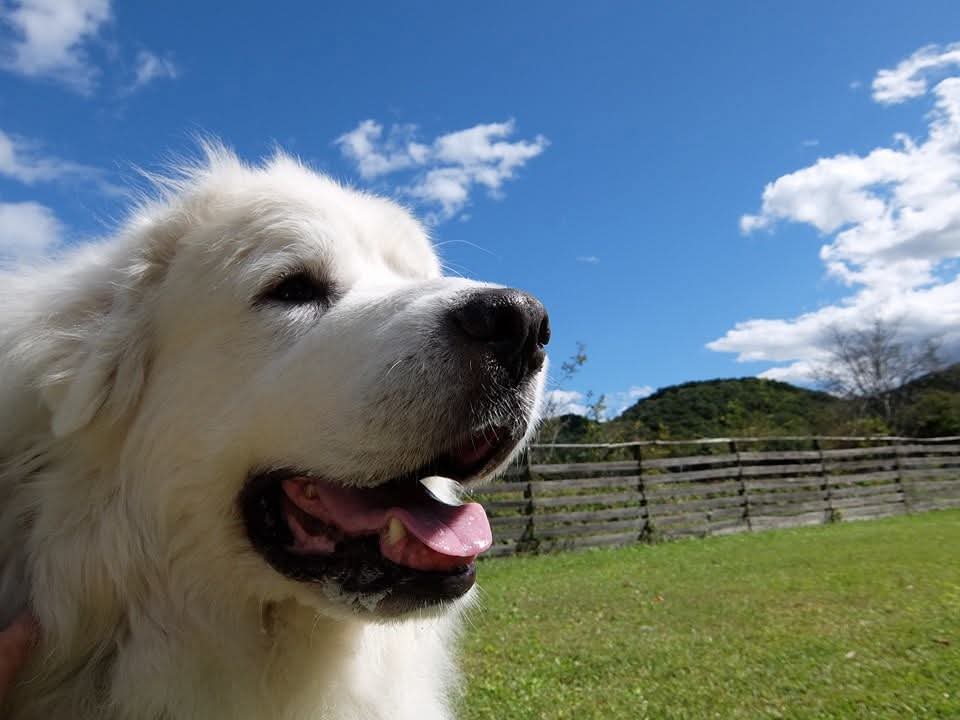 ドッグラン fundogsさん、気持ち良い青空。
グレートピレニーズのルークはご機嫌さん