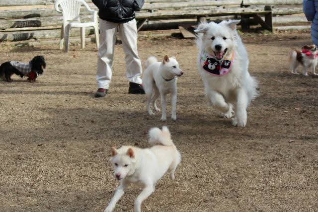 ドッグラン fundogsさんには大中小のお友達が遊びにきます