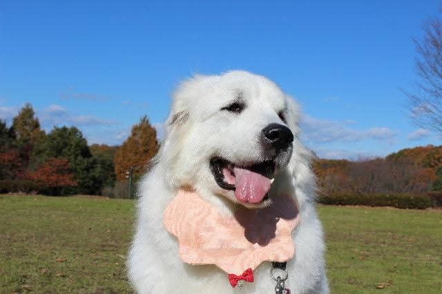 風を感じながら笑顔のアンジュ