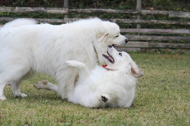 ドッグランでじゃれ合って遊ぶグレートピレニーズのルークとアンジュ