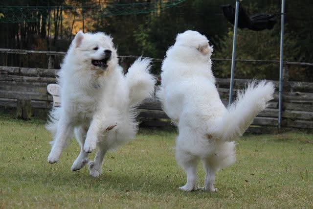 体重50キロオーバーのピレニーズのルークとアンジュが舞います