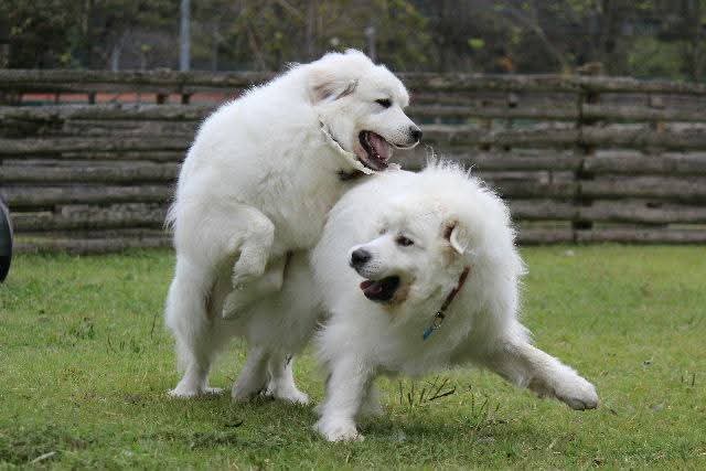 グレートピレニーズのルークとアンジュのワンプロはいつも優しい兄ちゃんの負けです