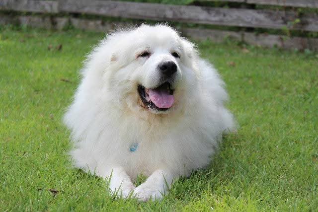 日陰ができると涼しいドッグラン fundogsさん
のんびり休憩するグレートピレニーズなルーク