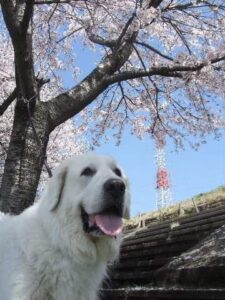 満開の桜の下で、やさしい表情を見せるグレートピレニーズのプリン。