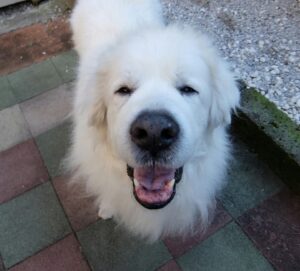 グレートピレニーズのルーク。
自宅の庭で満面の笑顔。