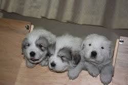 三頭並んだグレートピレニーズの子犬たち。左側の子犬がアンジュ