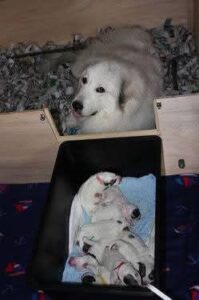 出産後のグレートピレニーズの母犬と、同じ箱に並んで眠る9頭の子犬たち