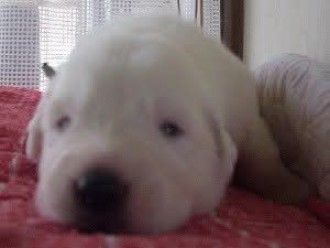 生後まもないグレートピレニーズの子犬ルークが、赤い布の上でうとうと眠