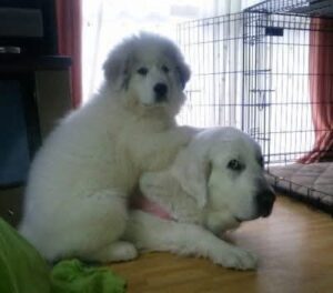 プリンに体を乗せて甘えるグレートピレニーズの子犬アンジュと、少し困った表情のプリン