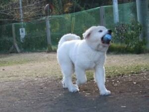 ボールをくわえて元気いっぱいに走る、グレートピレニーズのルーク
