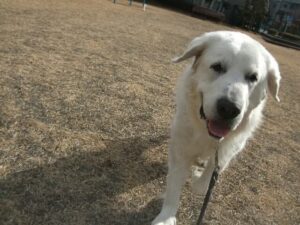 お散歩中にこちらへ向かって歩くグレートピレニーズのプリン。