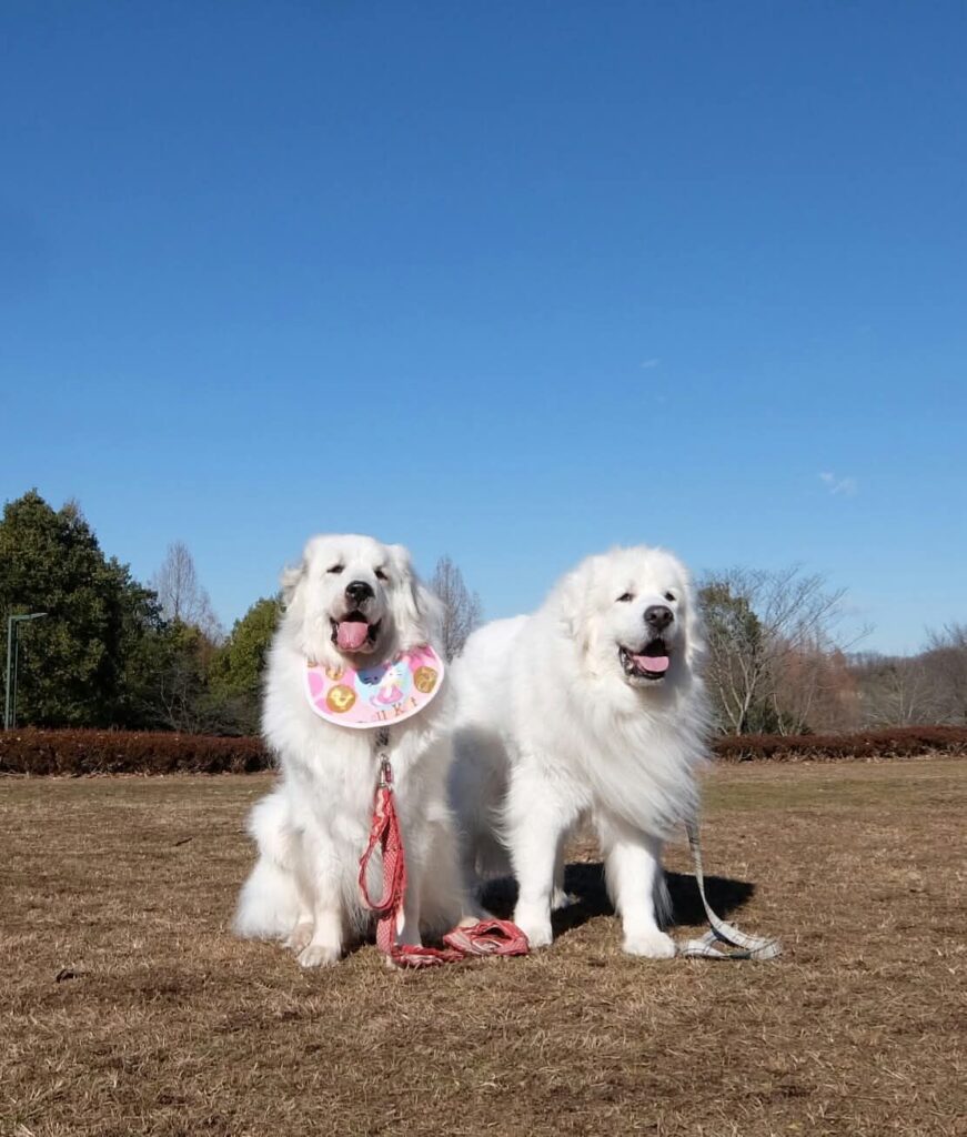 いつもの散歩は"長岡公園"青空の下で並んで座るグレートピレニーズの兄妹