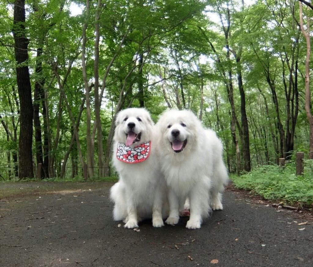 ろまんちっく村"みのりの森"仲良く寄り添うグレートピレニーズのルークとアンジュ