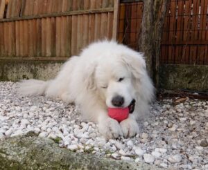お気に入りのボールで遊ぶルーク