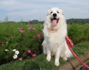 花の前でほころぶ優しい表情のアンジュ