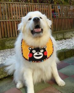 くまモン柄のスタイをつけてご機嫌さんなグレートピレニーズのルーク
