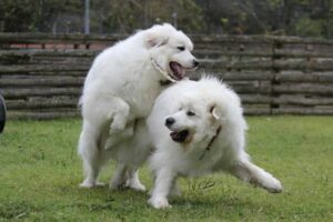 ルークとアンジュはいつも一緒にすごしてました