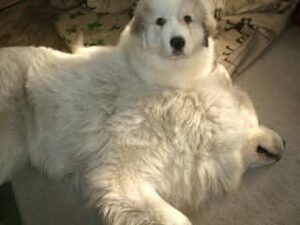 ルークに寄りかかって安心して座るグレートピレニーズの子犬アンジュ