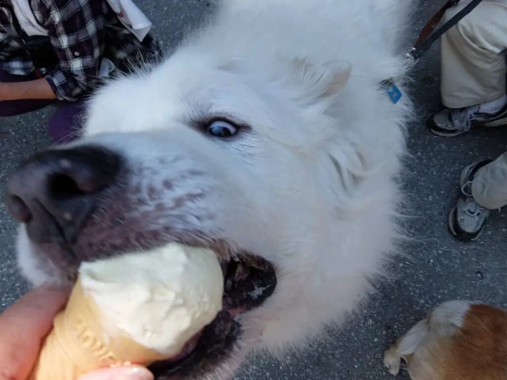 ソフトクリームに夢中なルーク