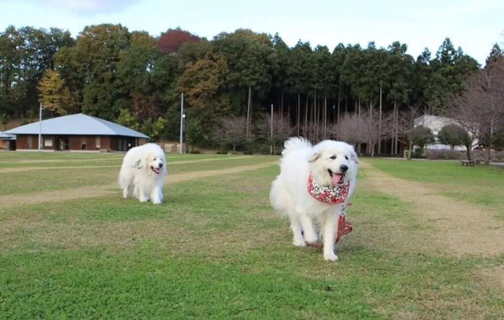 アンジュを見守りながら歩くルーク