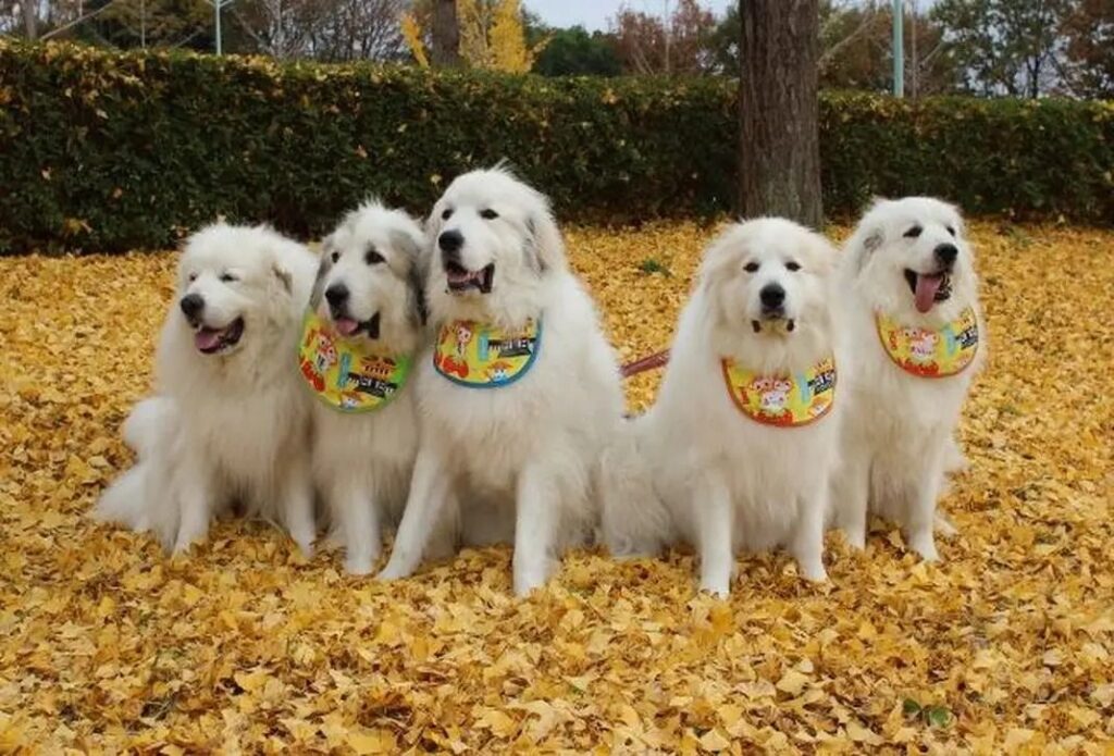 銀杏の黄色い絨毯の上に並んで座るグレートピレニーズの友達犬たち