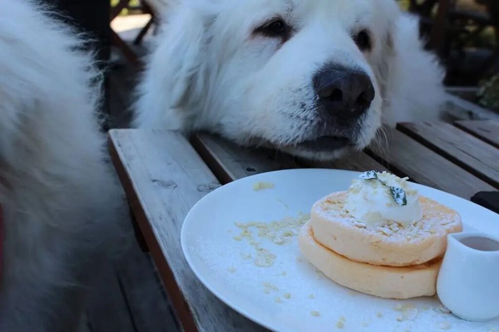 パンケーキをじっと見つめるルーク