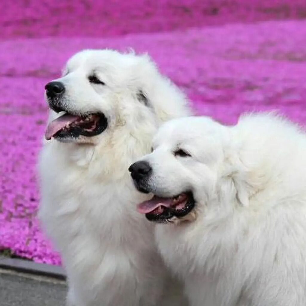 芝桜を背景に微笑むグレートピレニーズのルークとアンジュ