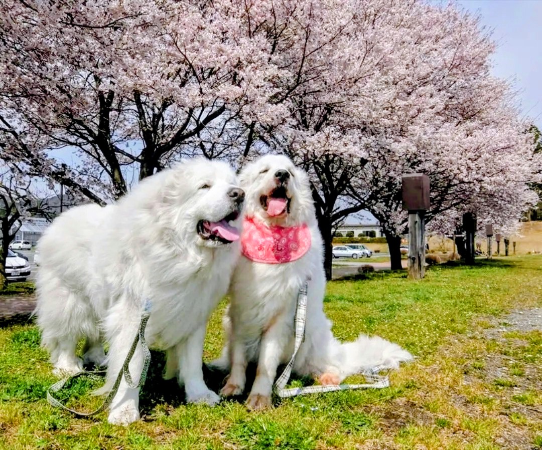 桜の下で寄り添って座るルークとアンジュ