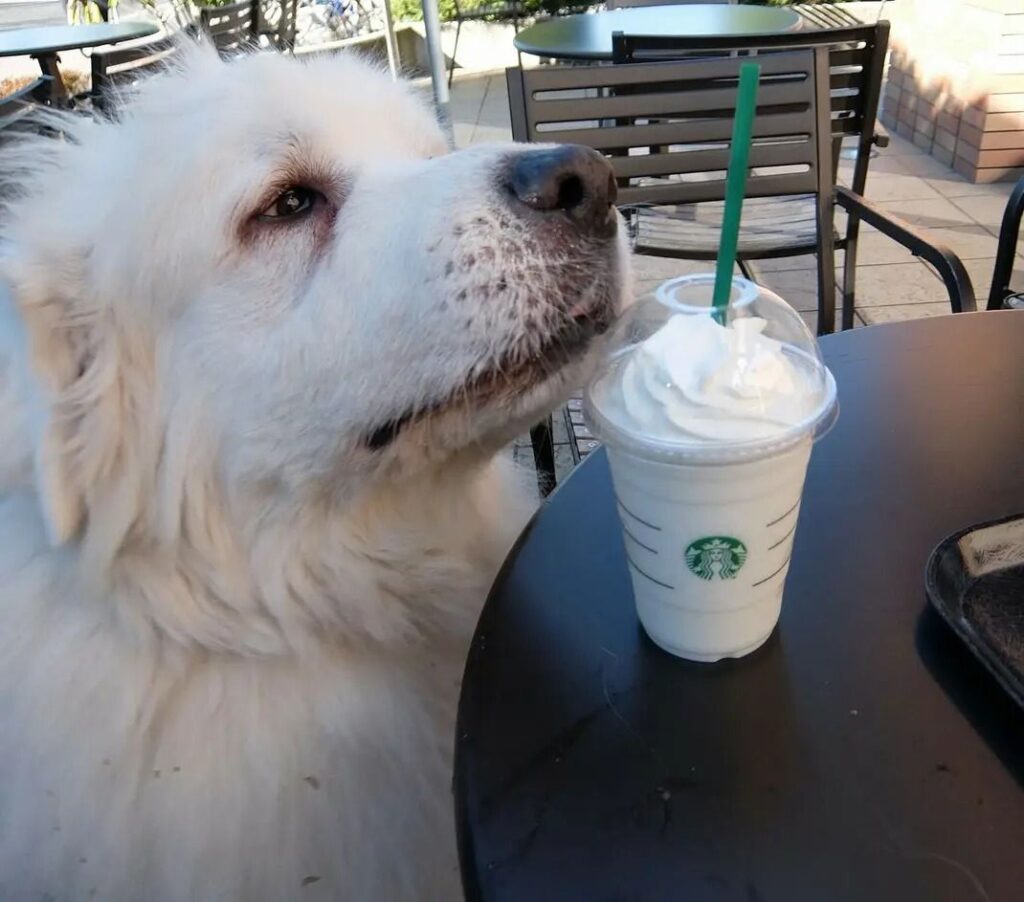 スタバでお裾分け待ちのルーク