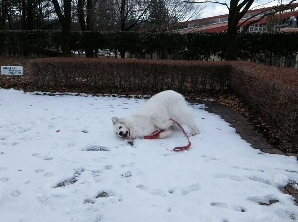 雪の上でゴロゴロとはしゃぐアンジュ