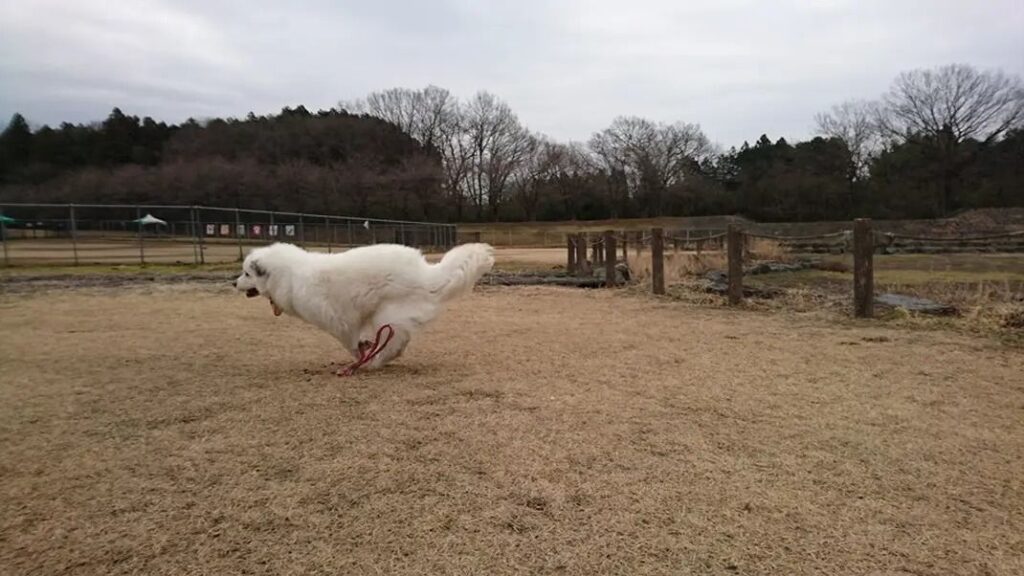 全力で駆けるアンジュの躍動