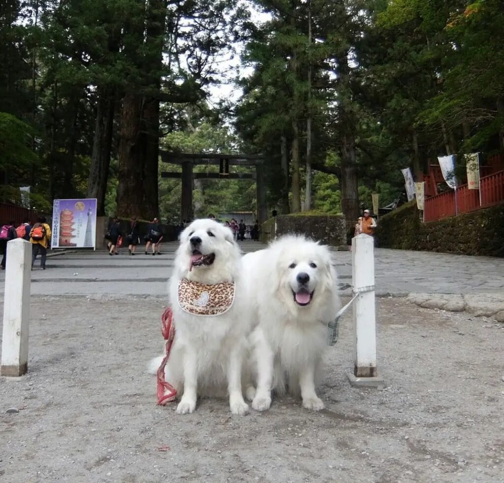 "世界遺産"参道の前で並んで座るグレートピレニーズのルークとアンジュ