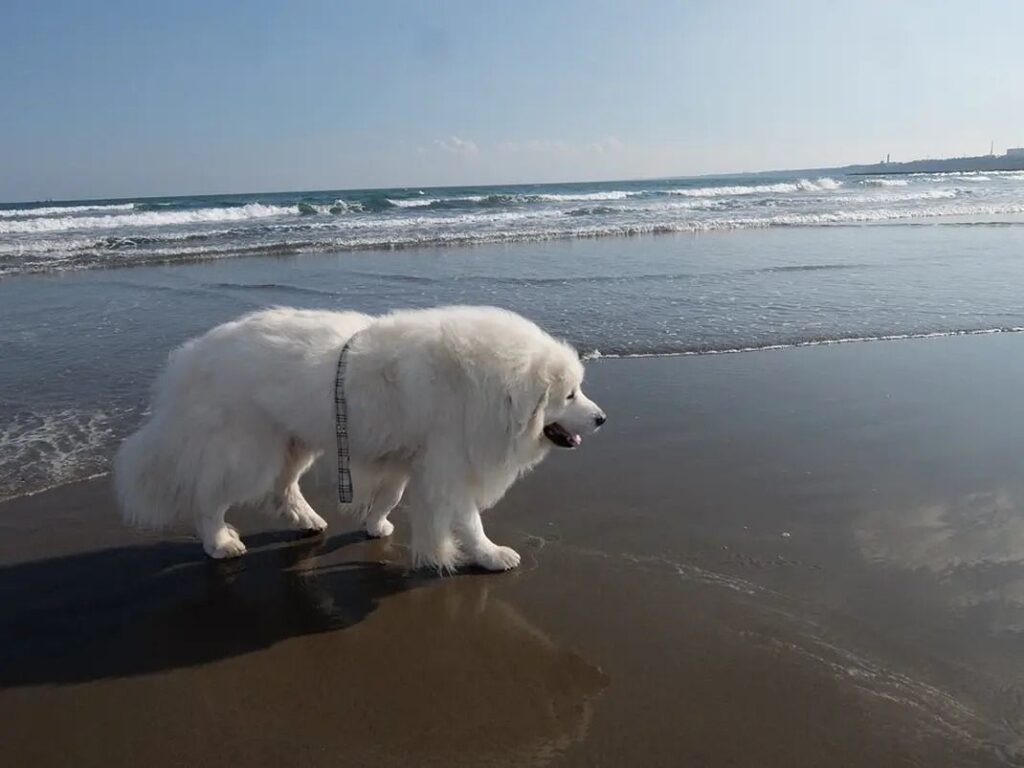 湘南の海辺をゆっくりと歩くグレートピレニーズのルーク
