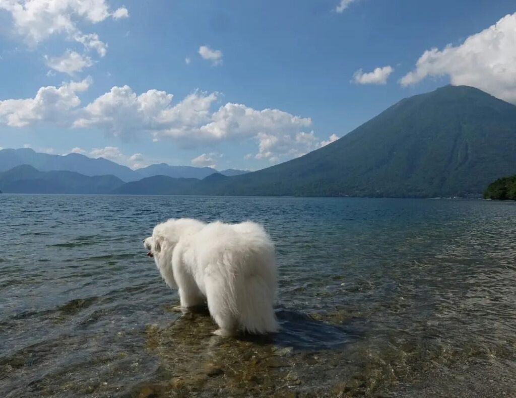 中禅寺湖の浅瀬に立ち、遠くを眺めるグレートピレニーズの背中