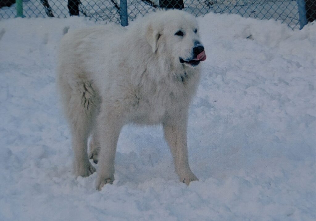 雪の中で楽しそうに立つグレートピレニーズのバロン