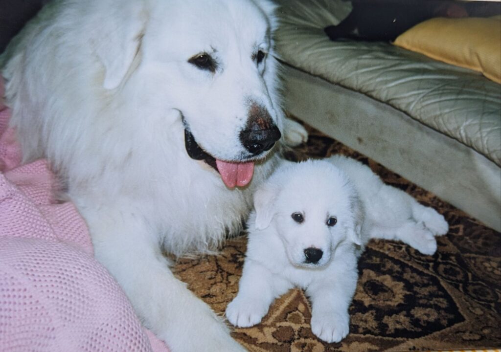 仔犬のそばに優しく寄り添うグレートピレニーズのバロン