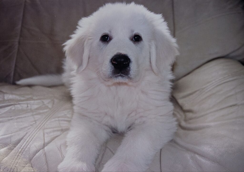 ソファの上でまっすぐこちらを見つめるグレートピレニーズの仔犬プリン